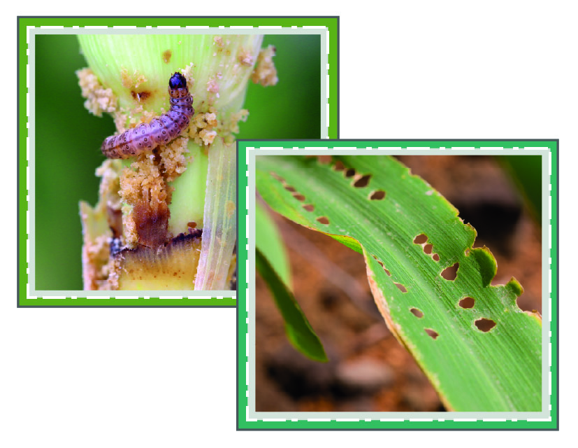 spodoptera